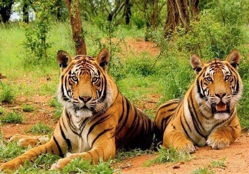 golden triangle-tour with ranthambore